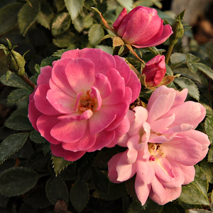 Rose pâle - rosiers couvre-sol